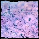 08-RE-Roses-mauves